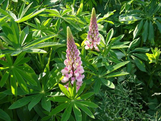 峰の原高原でお花ウォッチング＋クロスカントリー_b0176690_053539.jpg