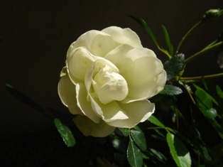 e0143298_23361474.jpg