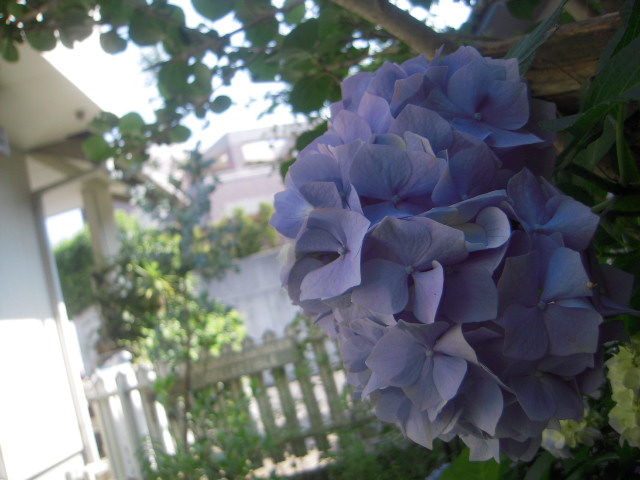 c0085916_10661.jpg