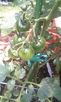 c0089719_1650135.jpg