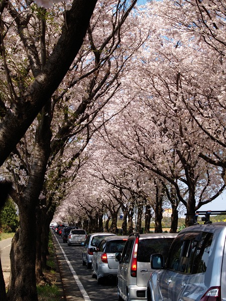 【桜2009】 2.直線道路の桜並木_e0169130_0342146.jpg