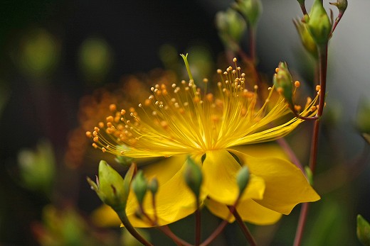 風の道の花_d0029333_18453473.jpg