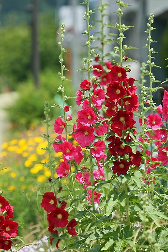 風の道の花_d0029333_18462328.jpg