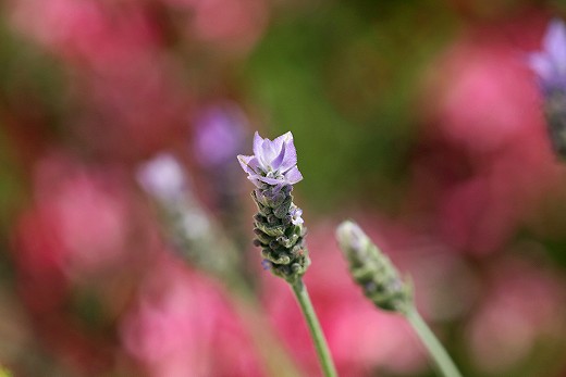 風の道の花_d0029333_18482526.jpg