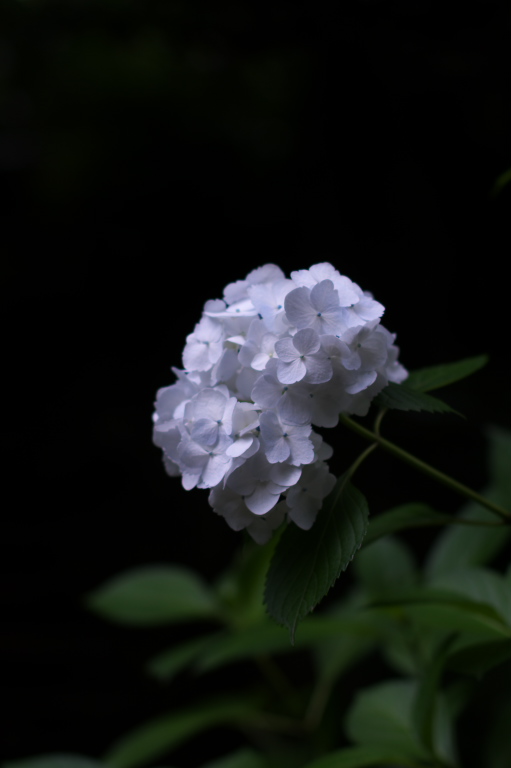 浄慶寺（あじさい寺）　　　2009-6-15　　_c0153534_2325252.jpg