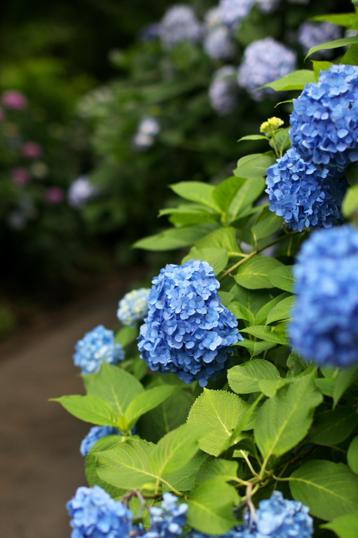 浄慶寺（あじさい寺）　　　2009-6-15　　_c0153534_2325795.jpg