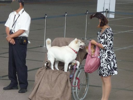 おとうさん犬のカイ君に会ってきた。_a0045636_21562253.jpg