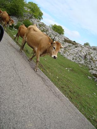 アストゥリアスのCasa RuralとPicos de Europa_e0120938_1553119.jpg