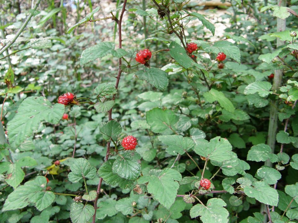 f0090444_21115563.jpg