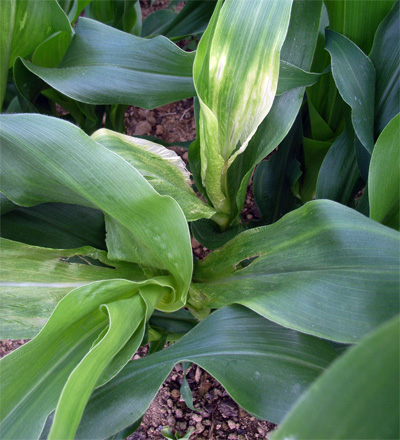 c0063348_8355740.jpg