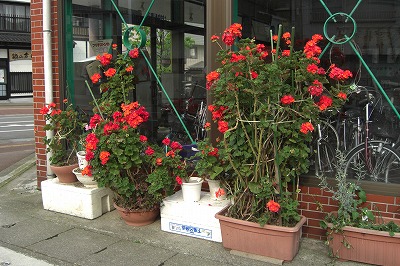 友達の家の花_a0084753_5354367.jpg