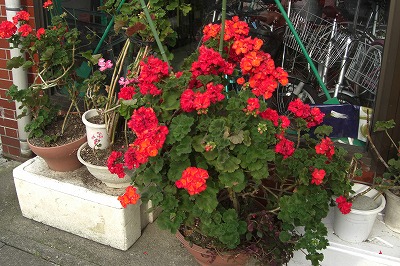 友達の家の花_a0084753_5355462.jpg