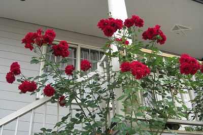 友達の家の花_a0084753_5361699.jpg