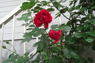 友達の家の花_a0084753_53667.jpg