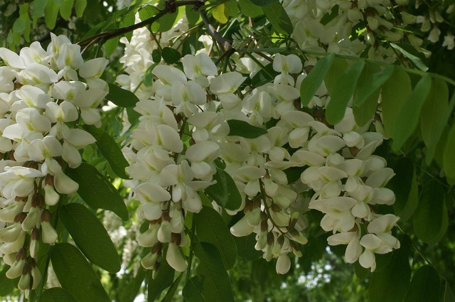 北海道の初夏の樹木の花たちよ_e0151255_17193510.jpg