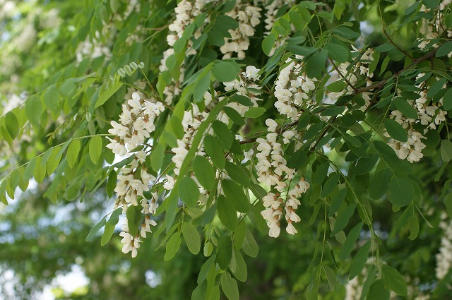 北海道の初夏の樹木の花たちよ 旅と自然と花のフォトギャラリー