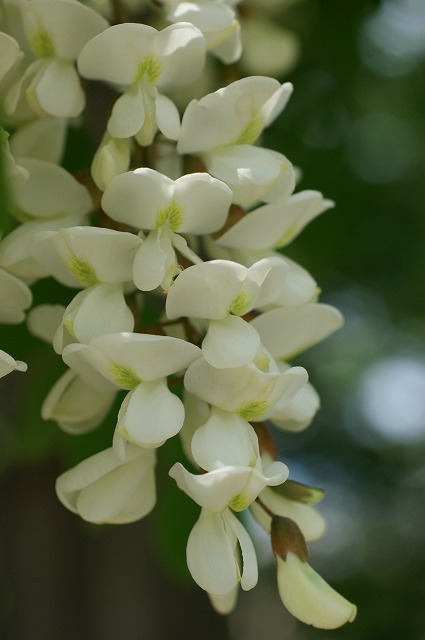 北海道の初夏の樹木の花たちよ_e0151255_1720449.jpg