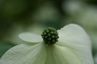 北海道の初夏の樹木の花たちよ_e0151255_1745330.jpg