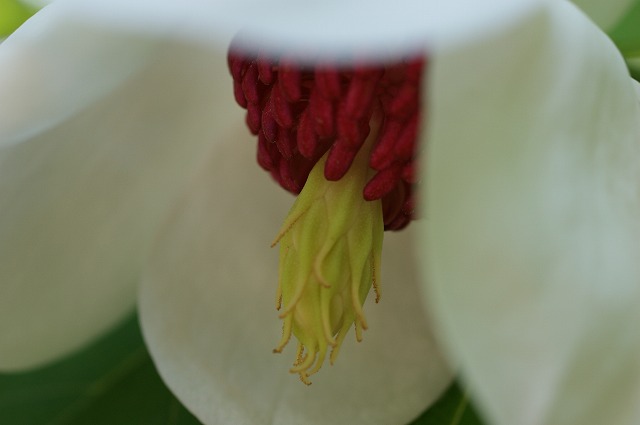 北海道の初夏の樹木の花たちよ_e0151255_17462082.jpg