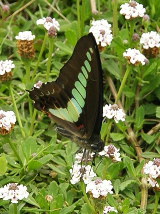 e0064158_23241781.jpg