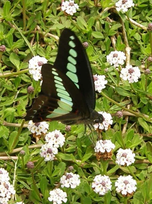 e0064158_23253661.jpg