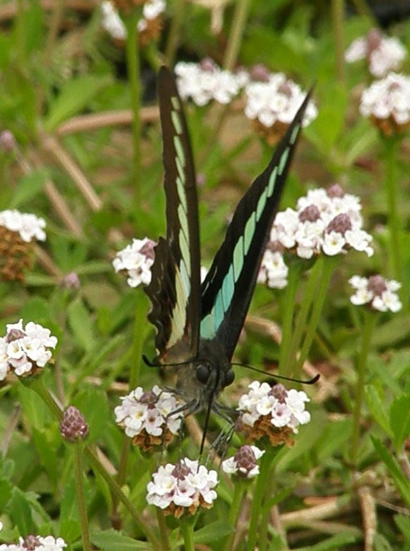 e0064158_2327564.jpg