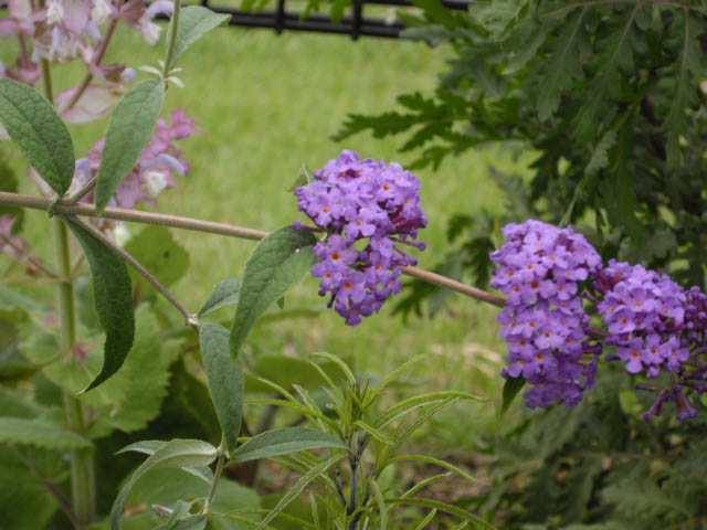 d0116059_1145618.jpg