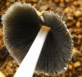 b0169765_1918359.jpg