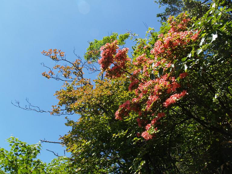 修験の山英彦山の貴婦人_f0016066_10545523.jpg