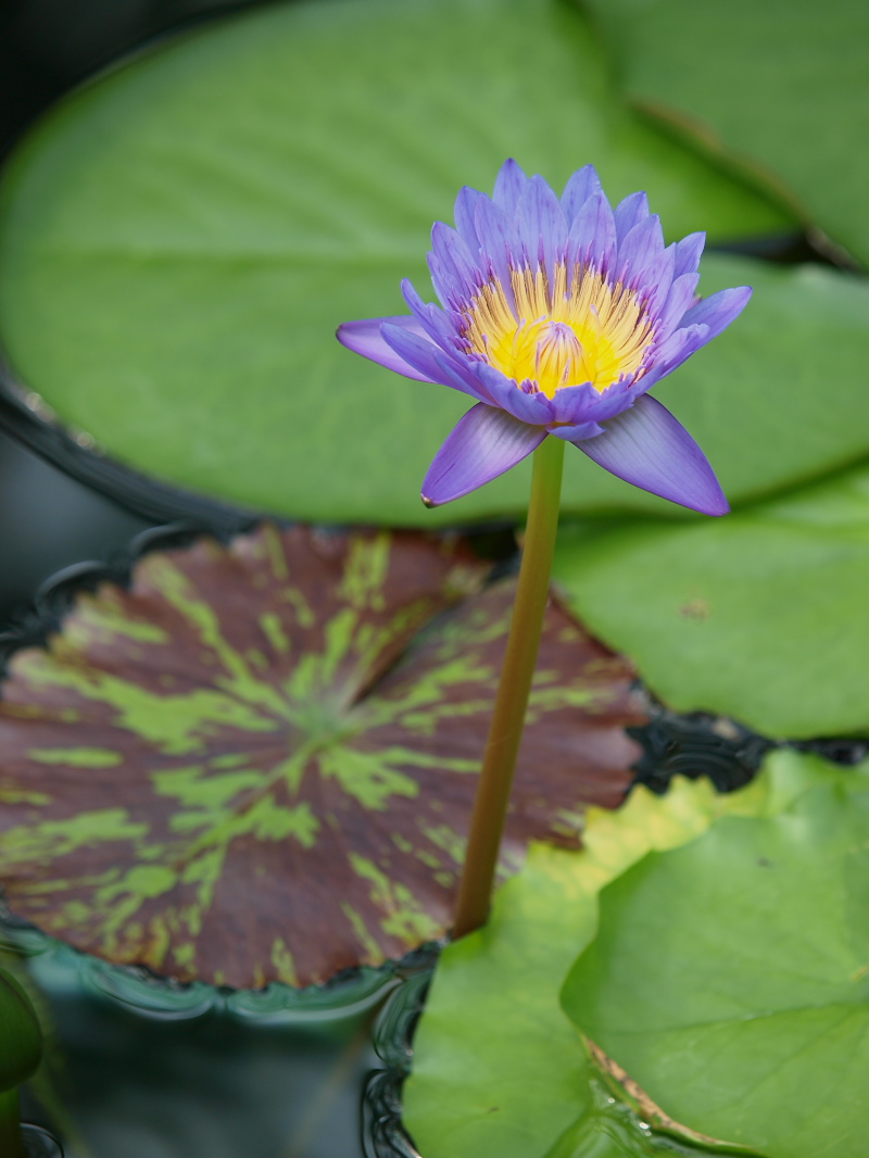 滋賀　オフ会　水生植物公園みずの森　3_f0021869_21502457.jpg