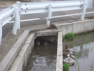 子ガモ10羽、ピンチ？：ママ下湧水付近_c0112172_1101594.jpg