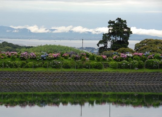 趣味の写真・・・形原温泉・あじさいの里　　蒲郡市_b0105374_825768.jpg