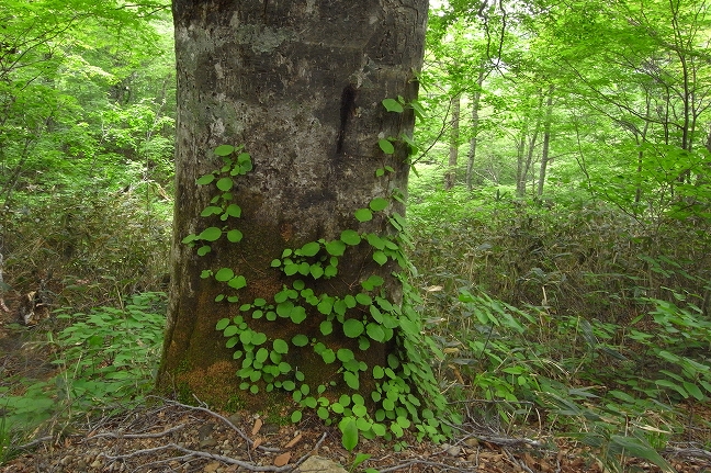 ぶなの森_f0188274_8123214.jpg