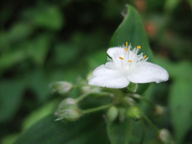 雑草 白い花のツユクサ ２００９ ６ １６ 川裾の季節便り
