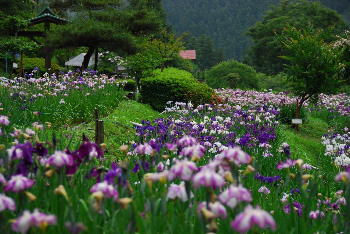 早朝の花しょうぶ園_e0124594_18573520.jpg