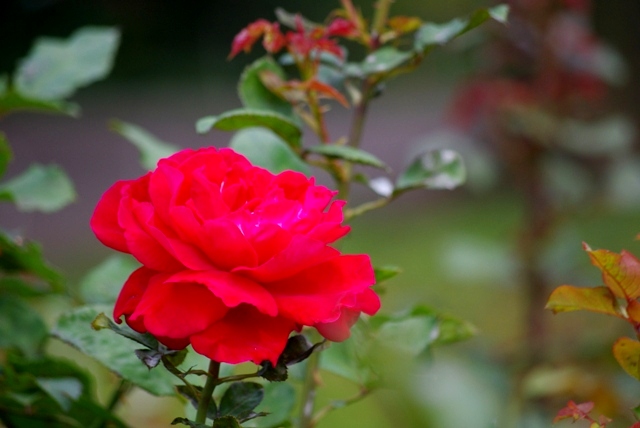 c0125596_2154537.jpg
