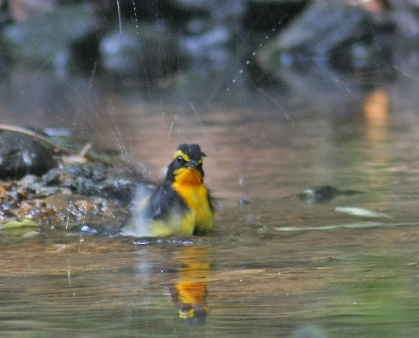 水浴び！_a0047700_10262216.jpg