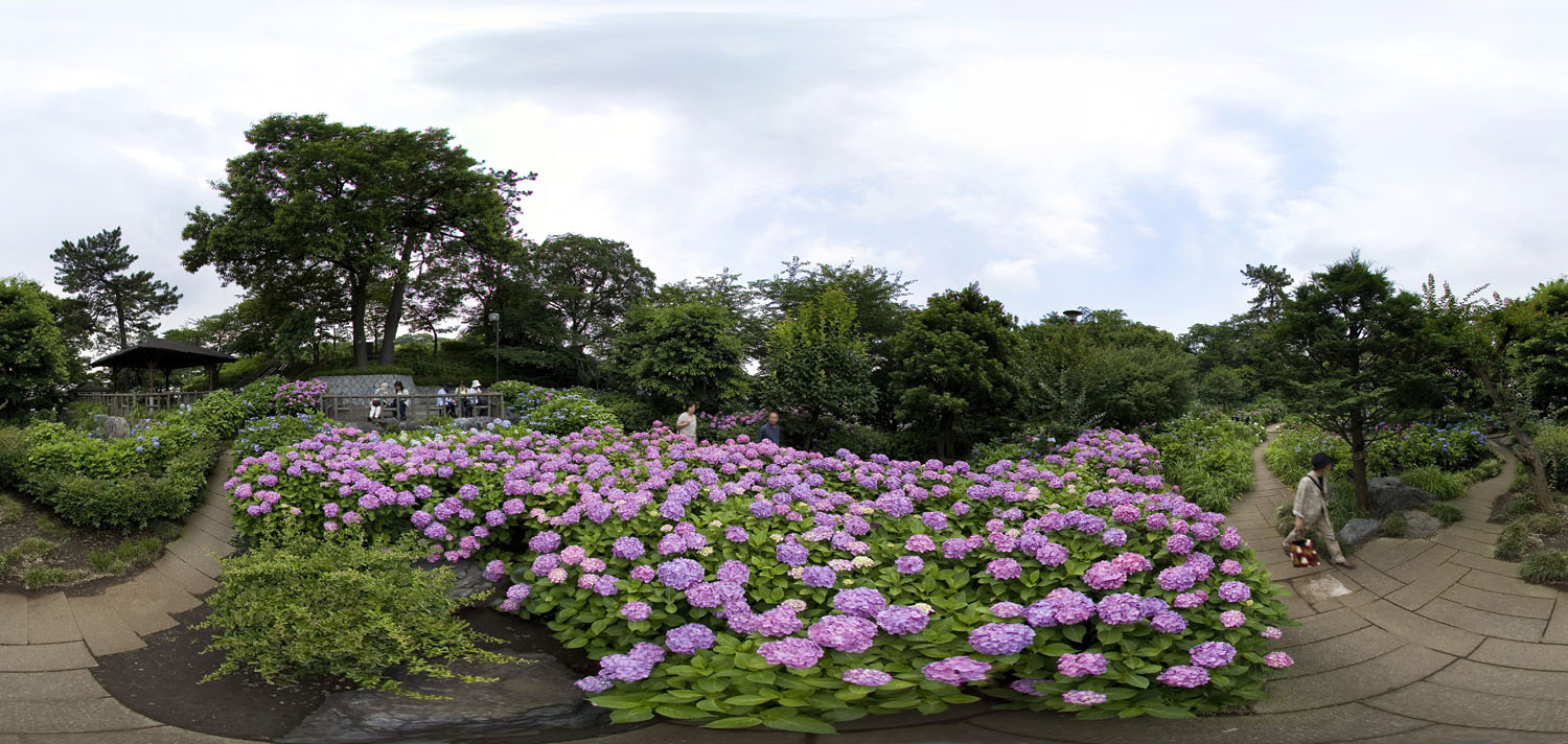 Hydrangeas at Tamagawadai Park  多摩川台公園のあじさい_d0108602_21433966.jpg