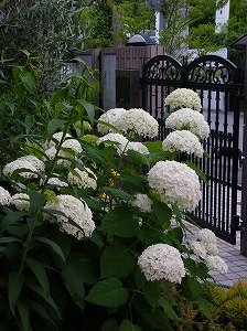 a0123003_16221087.jpg