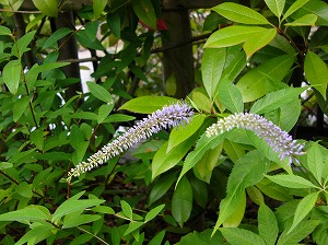 a0123003_1641083.jpg