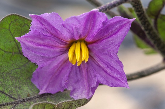 【野菜の花】　茄子・トマト_e0039703_22262263.jpg