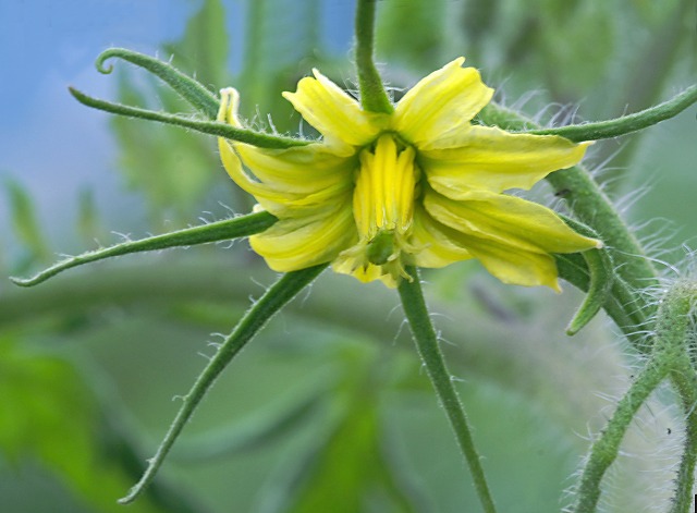 【野菜の花】　茄子・トマト_e0039703_2227482.jpg