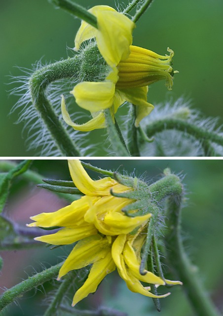 【野菜の花】　茄子・トマト_e0039703_22283043.jpg