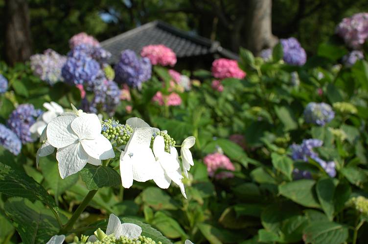 藤森神社・・・＃2_a0092804_027931.jpg