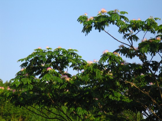 d0048812_88869.jpg