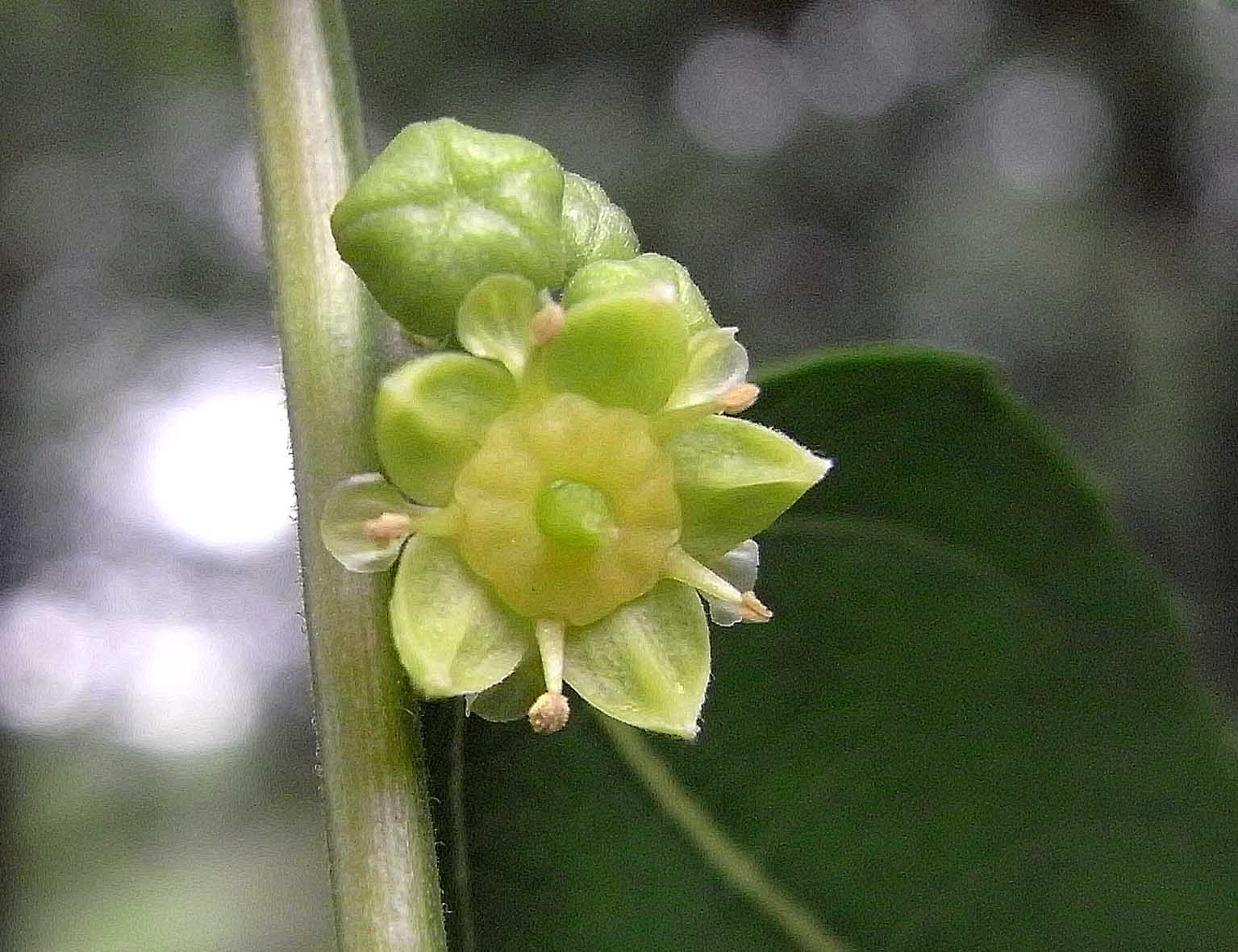 ナツメの花 樹木見て歩き
