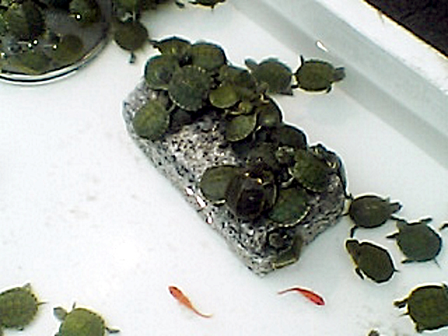 e0175915_237050.jpg