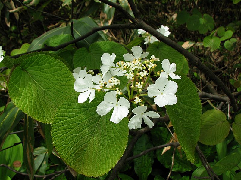 無名湿原に咲く花　（ムシカリ）_c0036317_6295288.jpg