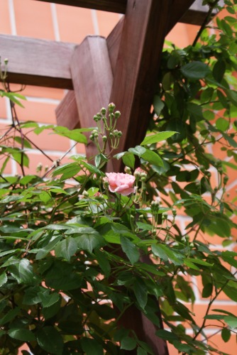 f0170524_13212646.jpg