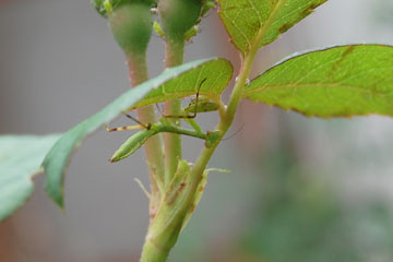 カマキリとキャットテール_f0071732_21272569.jpg